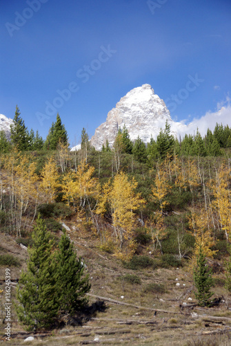 Grand Teton with autumn golden aspens photo