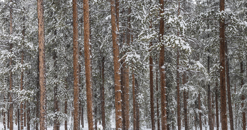 Winter Lodgepole Forest