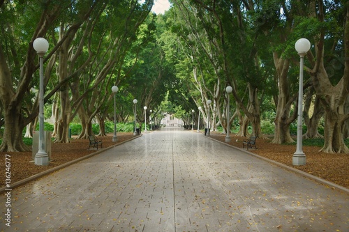 Park avenue with large trees photo