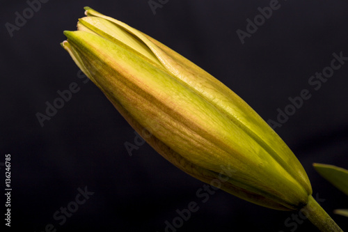 Yellow bud of lily on black background