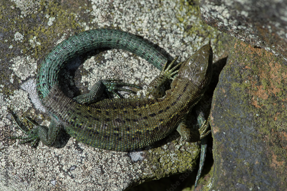 Obraz premium Viviparous Lizard (Zootoca Vivipara)/Common Lizard basking on lichen covered stone wall
