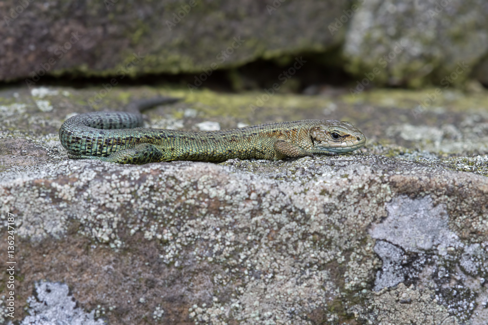 Viviparous Lizard (Zootoca Vivipara)/Common Lizard basking on lichen covered stone wall Viviparous Lizard (Zootoca Vivipara)/Common Lizard basking on lichen covered stone wall