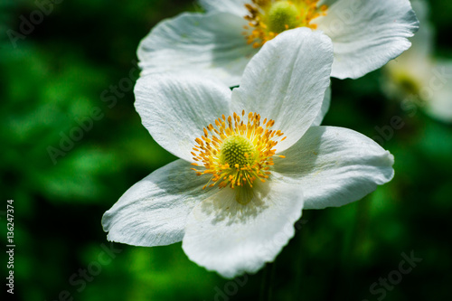 фотографія White daffodil flower in the field,in garden
