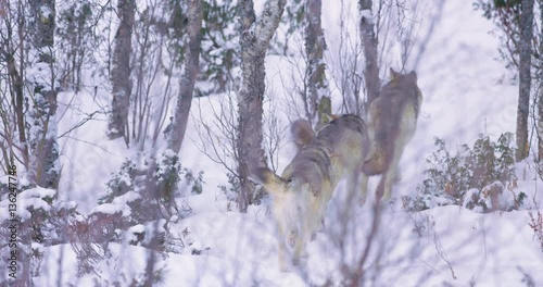 three wolves patrolling pack territory