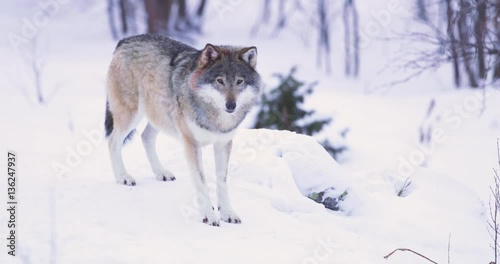 Beautiful male wolf by the tree line