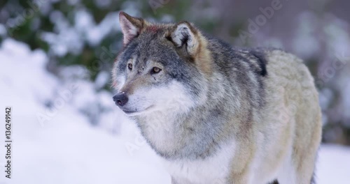Portrait of wounded alpha wolf looking around in slow motion