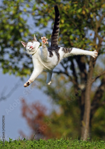 Cat jumping