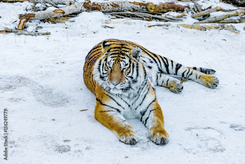Fototapeta Naklejka Na Ścianę i Meble -  Tiger on the road.