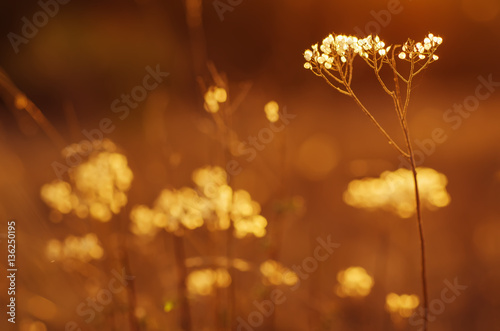 Autumn abstract background with meadow plant at sunset, vintage retro image