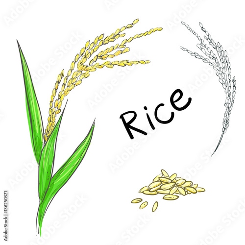 Hand drawn vector illustration of rice plant, grain. sketch. Vector eps 8.