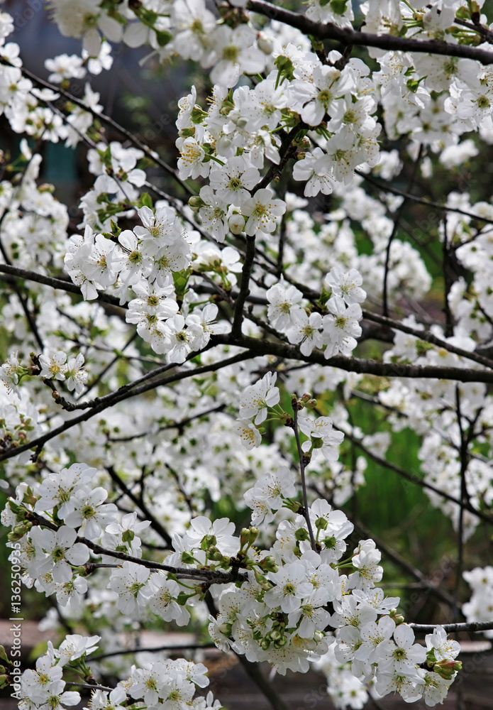 Beautiful white blooming flower of cherry tree. Natural spring close up background Beautiful white blooming flower of cherry tree. Natural spring close up background