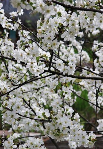 Beautiful white blooming flower of cherry tree. Natural spring close up background