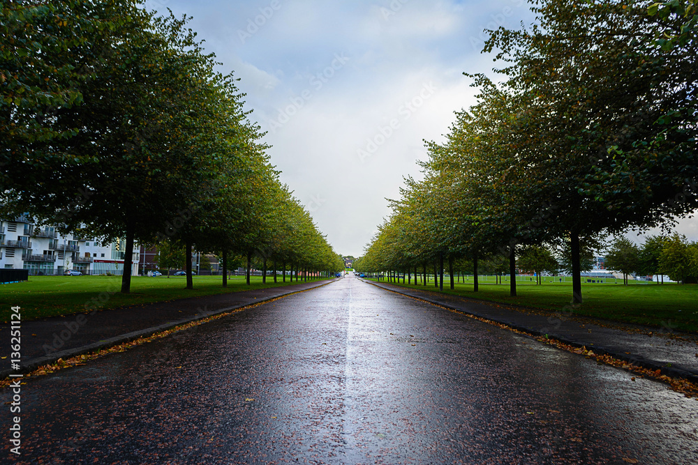 Obraz premium Leading trees