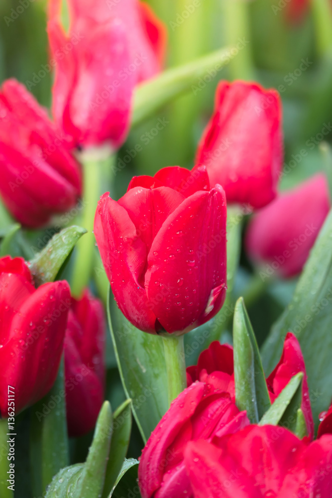 Tulip. Beautiful bouquet of tulips. colorful tulips. Tulip. Beautiful bouquet of tulips. colorful tulips.