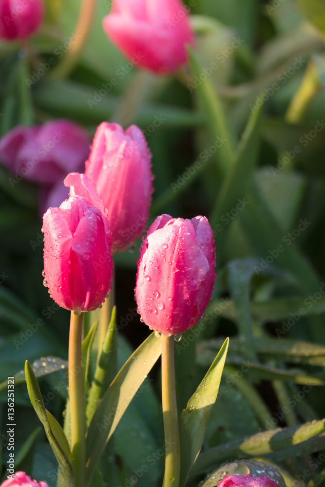 Tulip. Beautiful bouquet of tulips. colorful tulips. Tulip. Beautiful bouquet of tulips. colorful tulips.