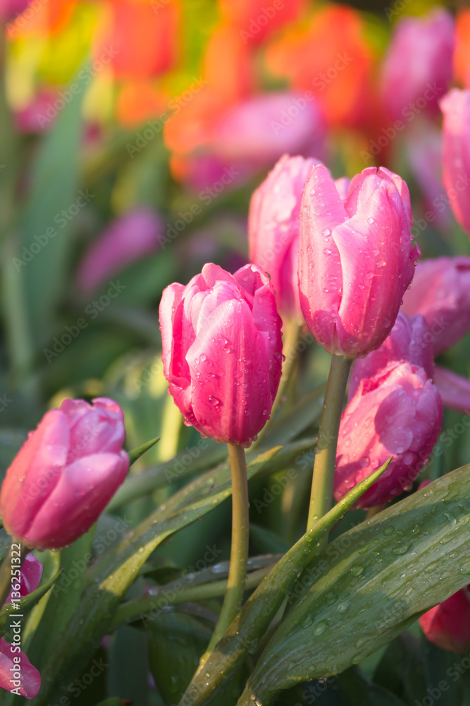 Tulip. Beautiful bouquet of tulips. colorful tulips. Tulip. Beautiful bouquet of tulips. colorful tulips.
