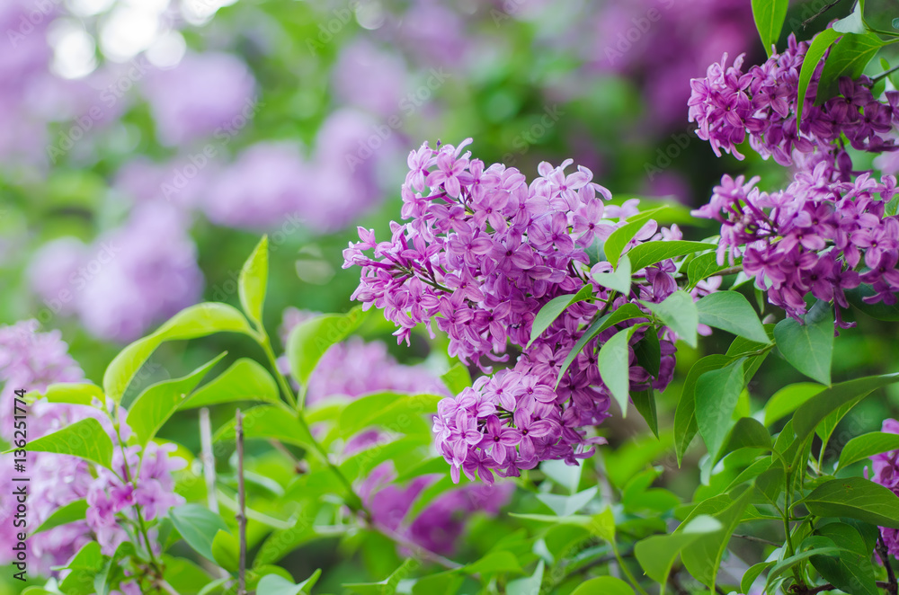 Branch of lilac flowers with green leaves, floral natural macro background, soft focus Branch of lilac flowers with green leaves, floral natural macro background, soft focus