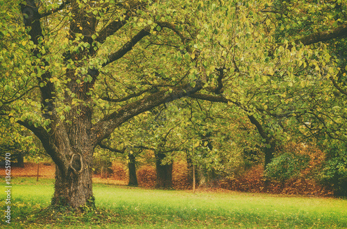 Autumn park with gorgeous green tree and meadow , natural seasonal background