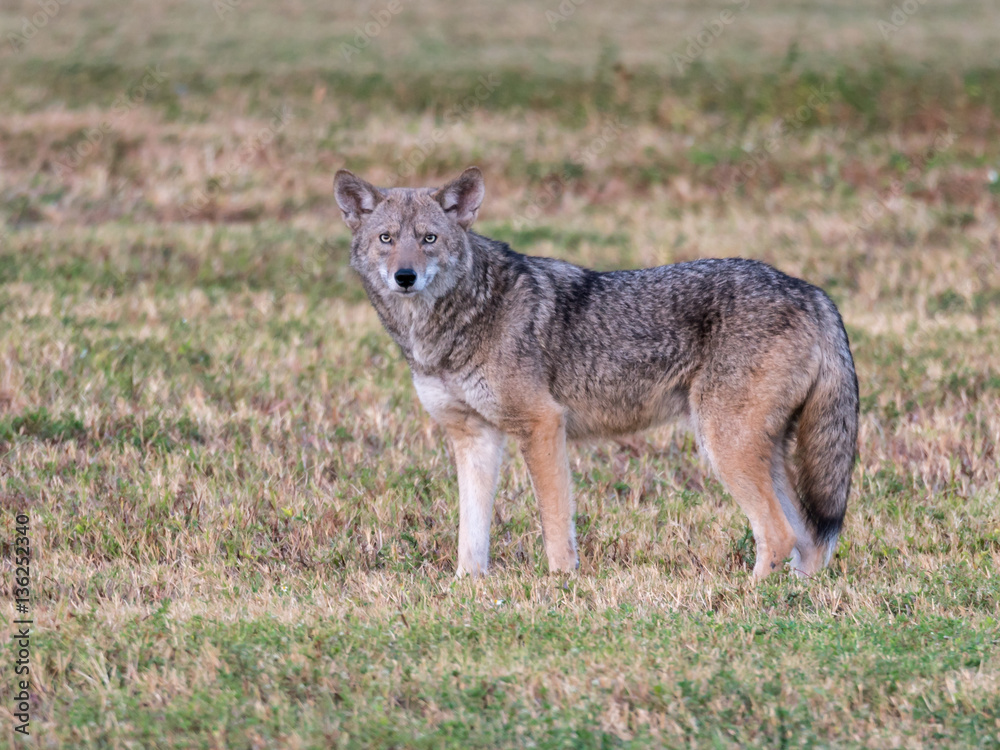 Coyote