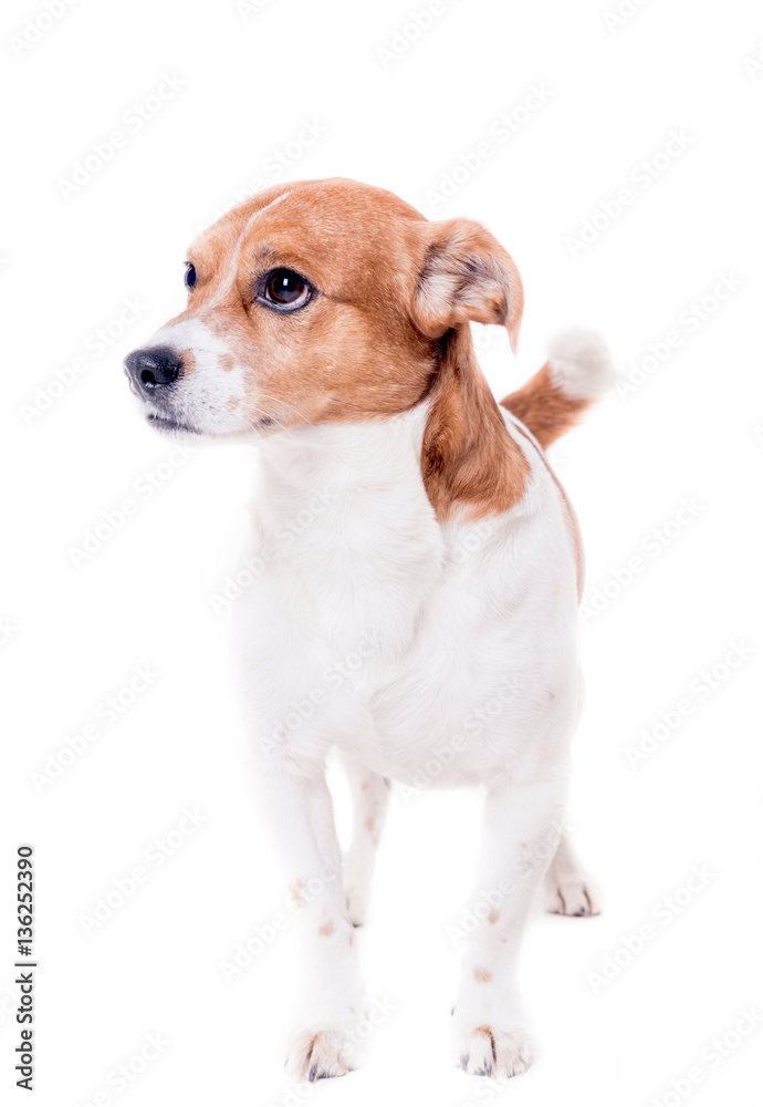 Isolated Jack russell terrier pup