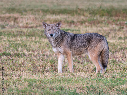 Coyote