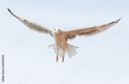 Valokuva Seagull flying
