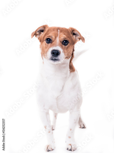 Jack russell terrier © ltummy
