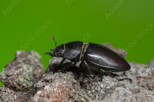 Female stag beetle, Lucanus cervus on oak wood © Henrik Larsson
