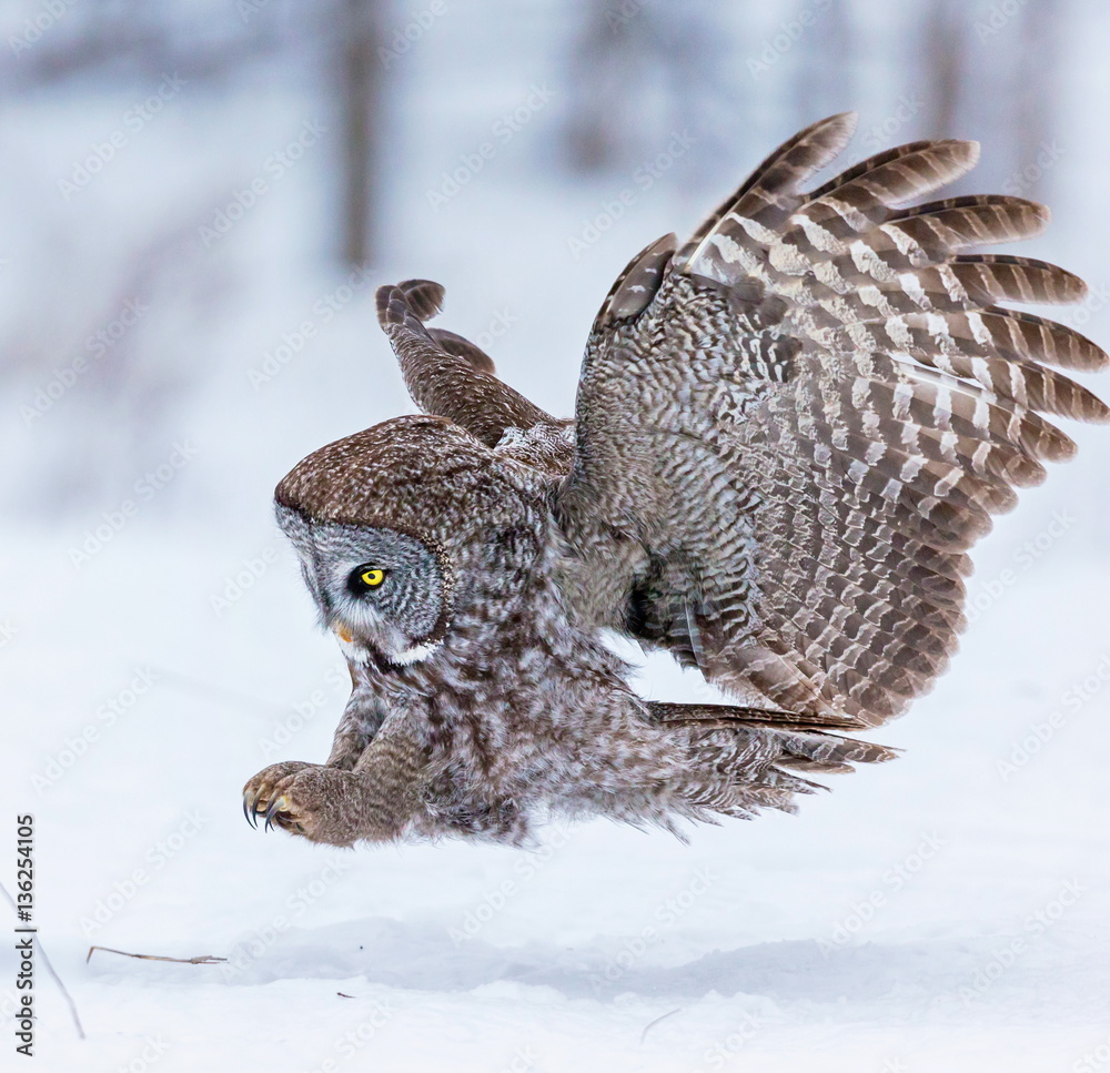 Fototapeta premium The great grey owl or great gray is a very large bird, documented as the world's largest species of owl by length. Here it is seen searching for prey in Quebec's harsh winter.