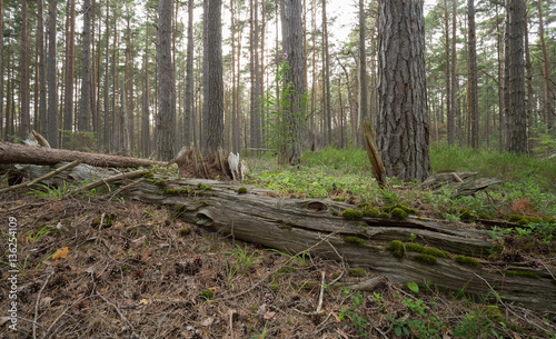 Log in natural pine forest