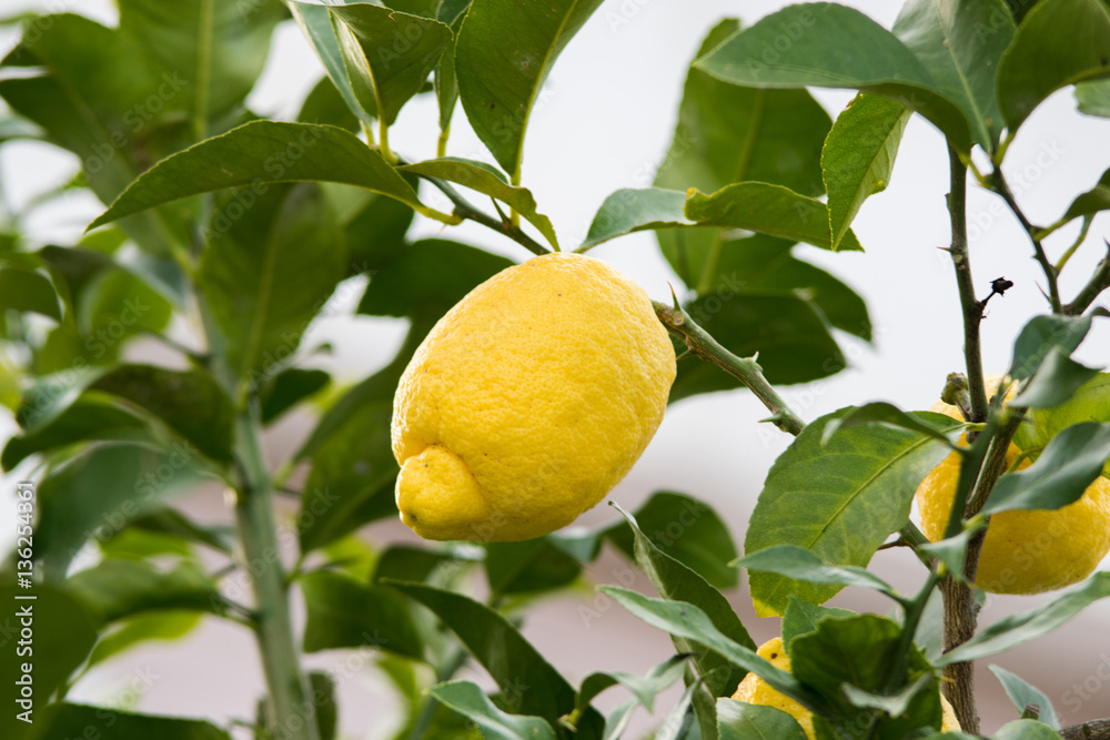 Yellow lemon on the tree, Spain