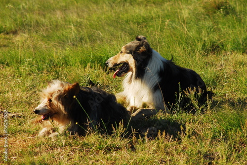 Perros en el campo photo