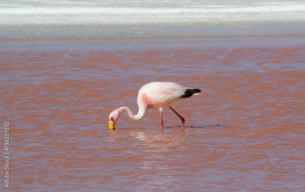 Flamingo feeding in a bright pink lagoon in the Altiplano region of Bolivia