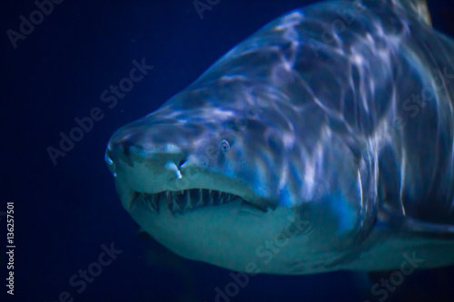 Great white shark face in underwater