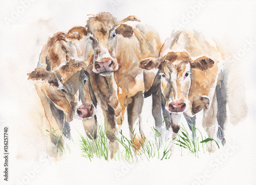 Cows cattle friends watercolor illustration handmade isolated on white background © Yulia