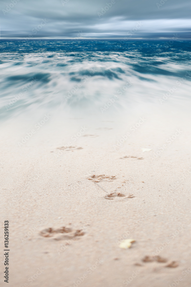 Dog footsteps in sand.color toned. Dog footsteps in sand.color toned.