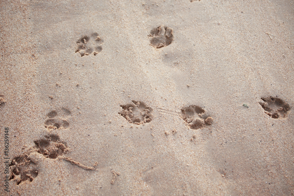 Dog footsteps in sand.color toned. Dog footsteps in sand.color toned.