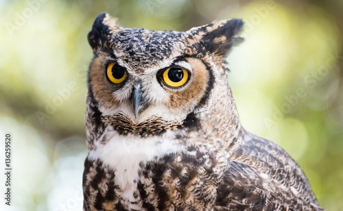 Owl © Mary Lynn Strand