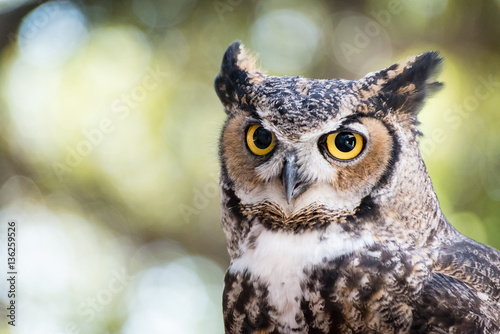 Portrait of a great horned owl.