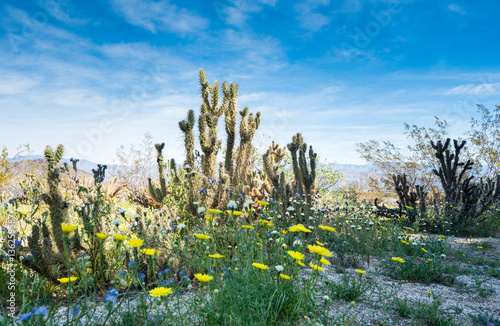 Cactus and wildflowers at Anza-Borrego State Park in California.