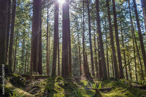 Sun shining through dense forest in Olympic National Park