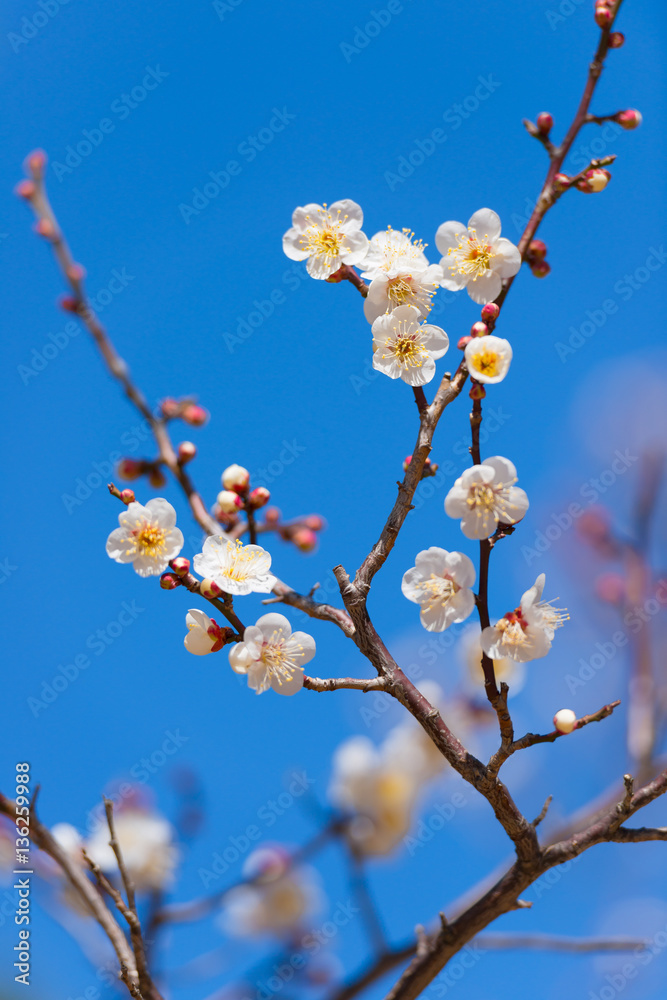 Japanease White Plum,in Showa Kinen Park,Tokyo,Japan Japanease White Plum,in Showa Kinen Park,Tokyo,Japan