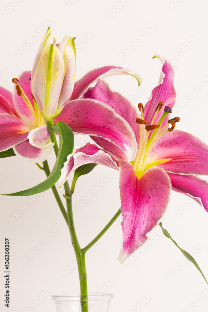 Lily flower in a vase