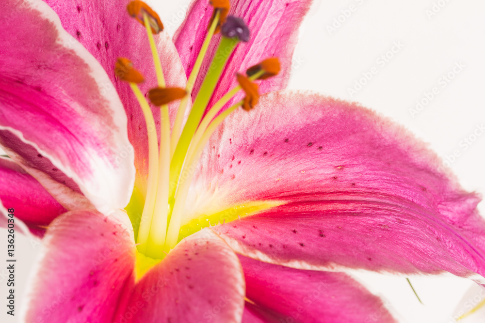 Close up lily flower