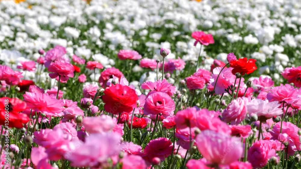 Pink ranunculus flowers moving with the gentle breeze. Shot at the famous Flower Fields in San Diego California.