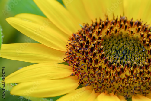 Close up of Sunflowers.