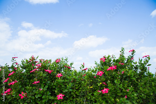 Chinese rose or hibiscus rosa sinensis