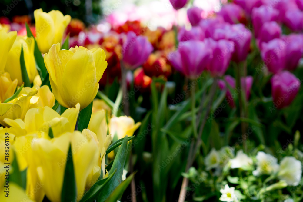 Tulip. Beautiful bouquet of tulips. colorful tulips. tulips in spring,colourful tulip garden Tulip. Beautiful bouquet of tulips. colorful tulips. tulips in spring,colourful tulip garden