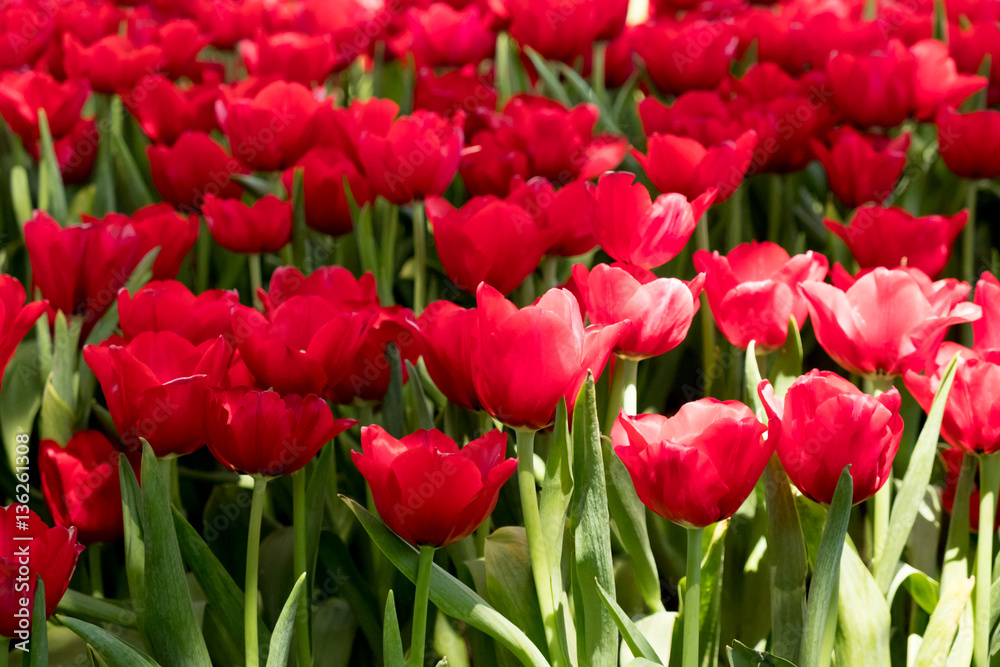 Naklejka premium Tulip. Beautiful bouquet of tulips. colorful tulips. tulips in spring,colourful tulip garden