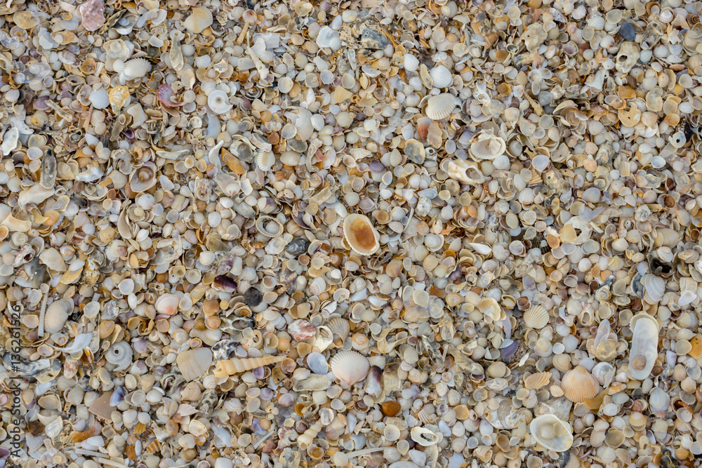 Shells on the beach background. Shells on the beach background.